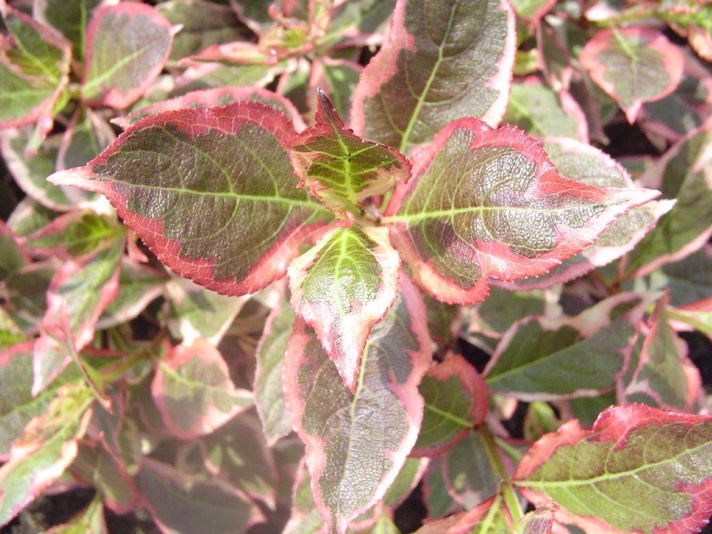 WEIGELA-florida-Monet-8