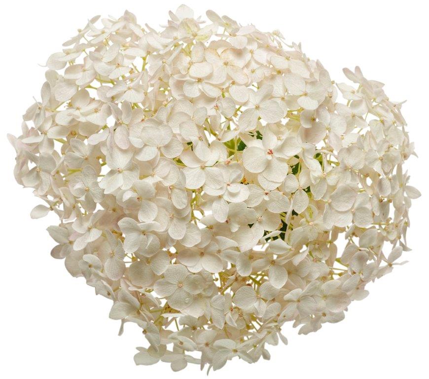Hydrangea-arb-Bella-Ragazza-Blanchetta-4
