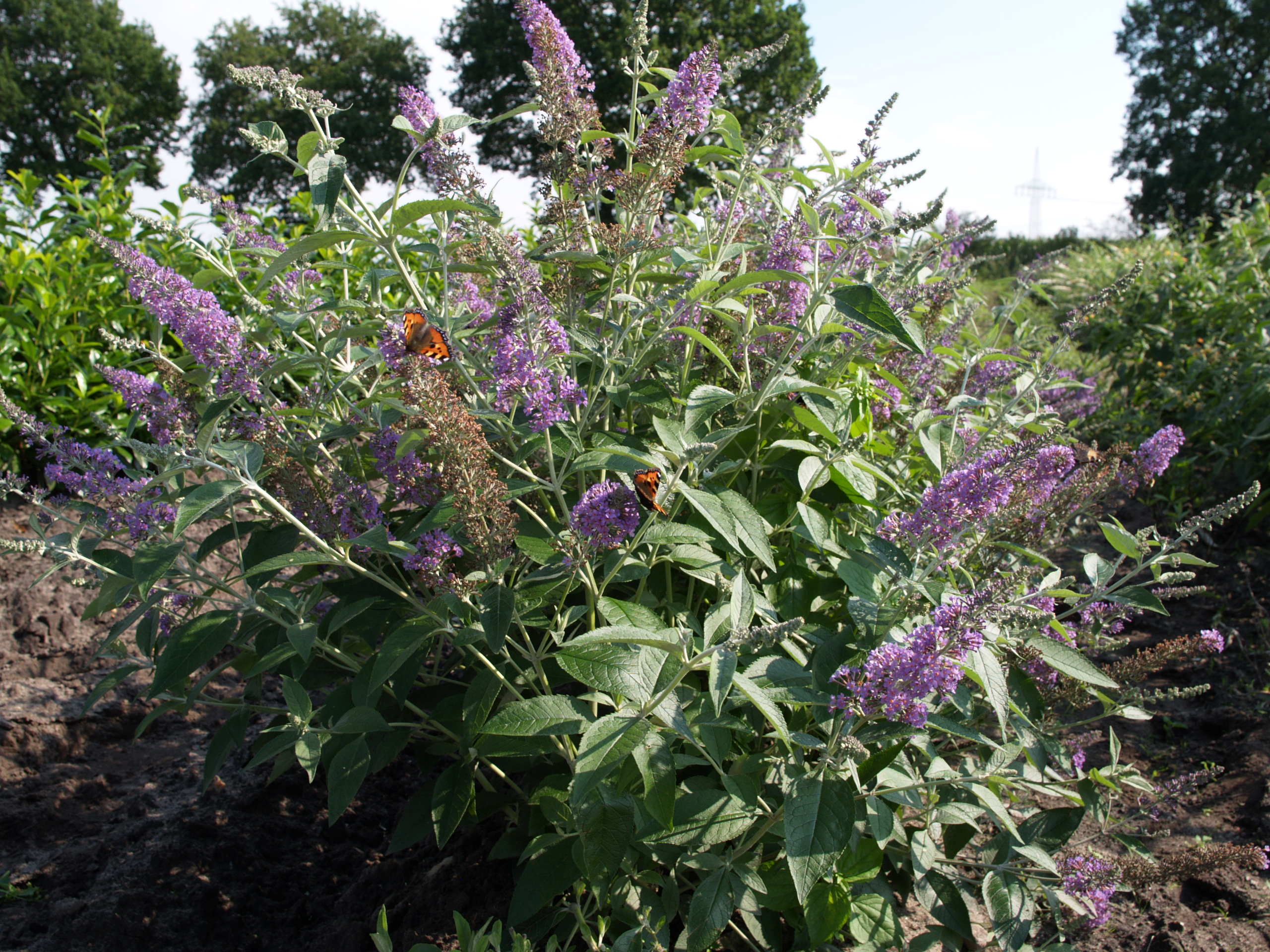 BUDDLEJA ´Lochinch´
