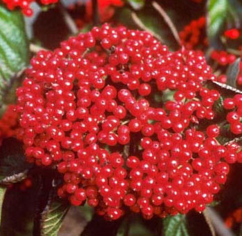 cardinal_candy_viburnum-7