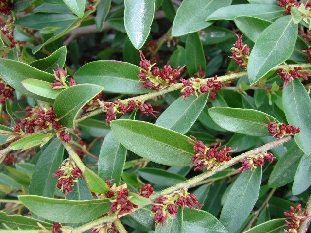 Distylium-First-Editions-Vintage-Jade-4