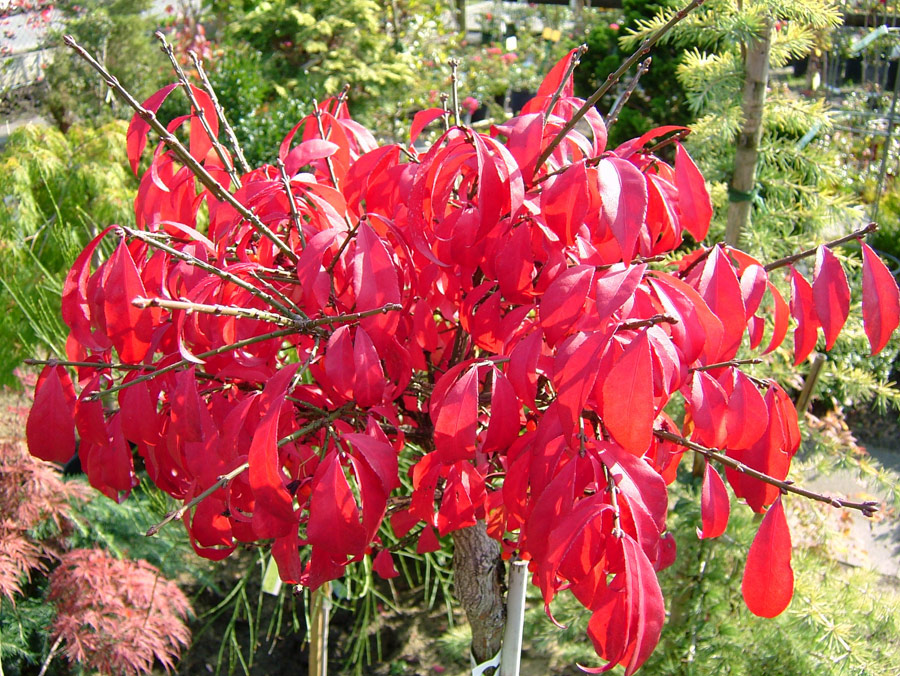 euonymus-alatus-compactus-2