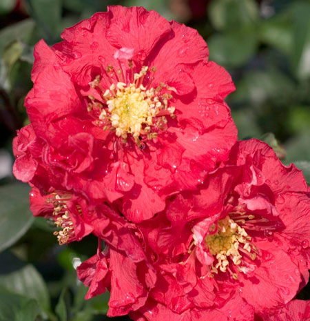 chaenomeles-double-take-pink-storm-9