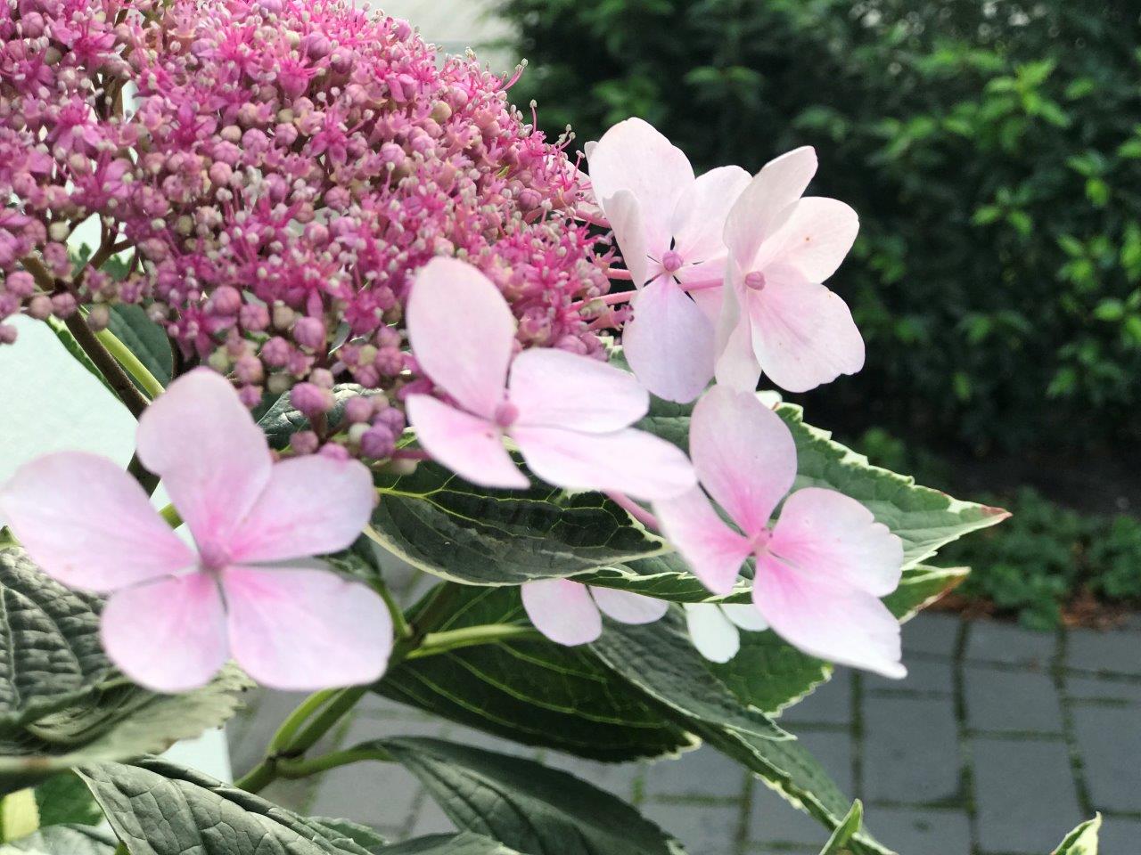 HYDRANGEA-macrophylla-Light-O-Day-25