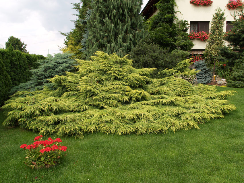 JUNIPERUS media ´Gold Star´