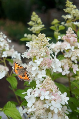 Hydrangea-paniculata-Confetti-55beea0842b31a