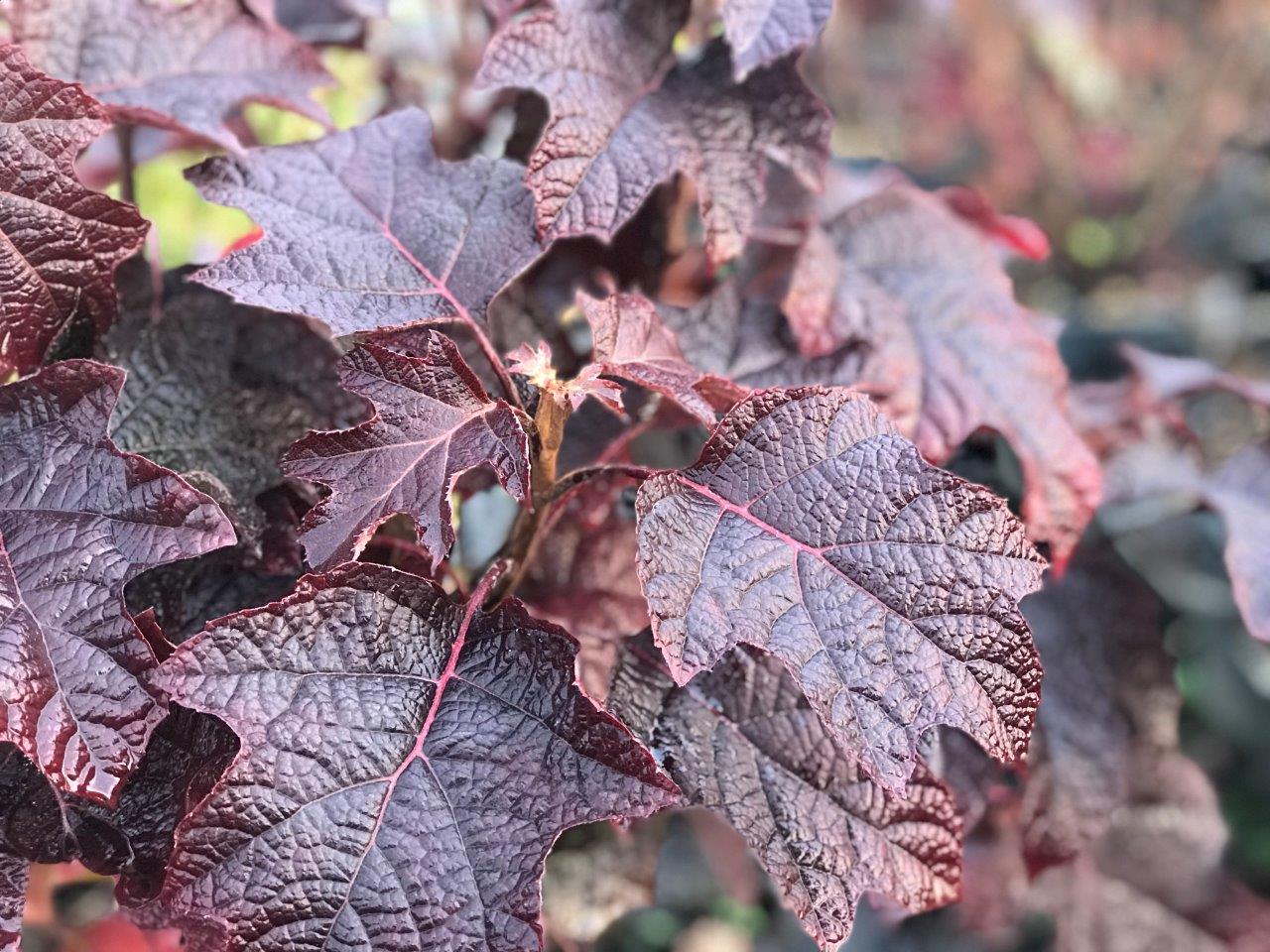 HYDRANGEA-quercifolia-Ruby-Slippers-2