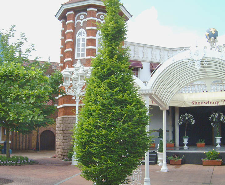 carpinus-betulus-fastigiata-2