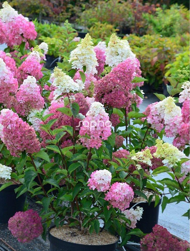 HYDRANGEA-paniculata-Fraise-Melba-4