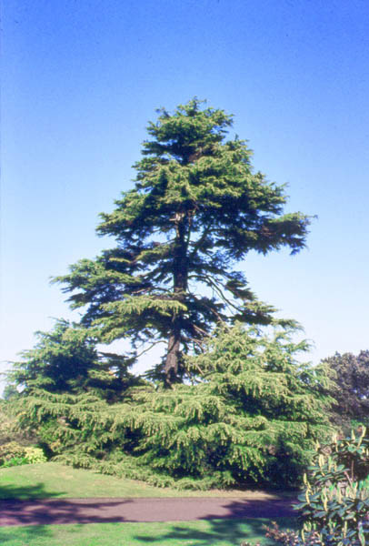 Deodar, Indian Cedar 