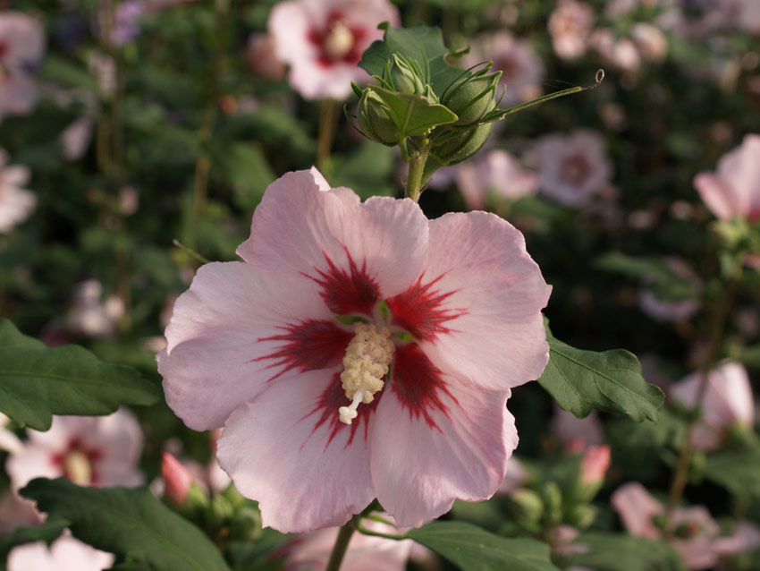 hibiscus-syriacus-hamabo-8
