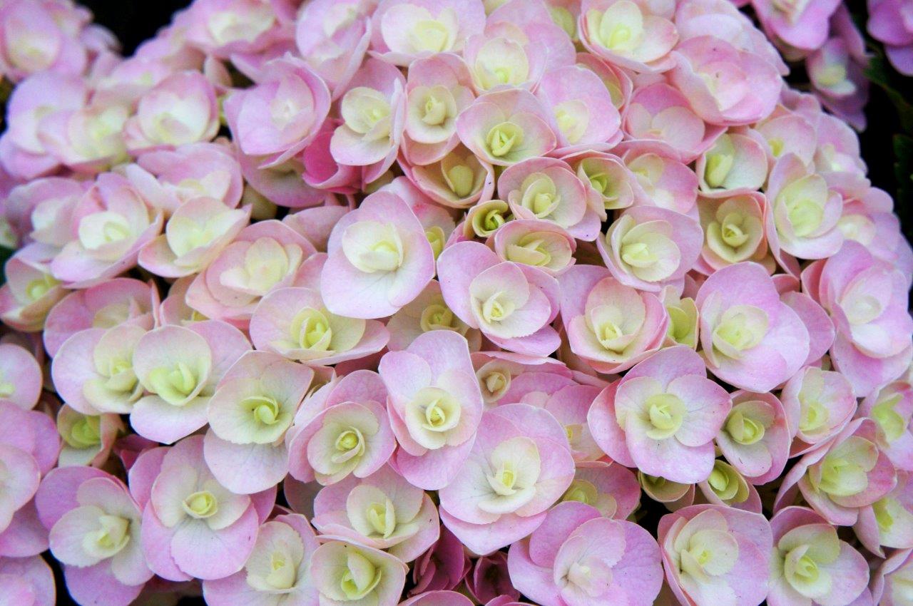 Hydrangea-macrophylla-Love-75bdac9ec3c5c9