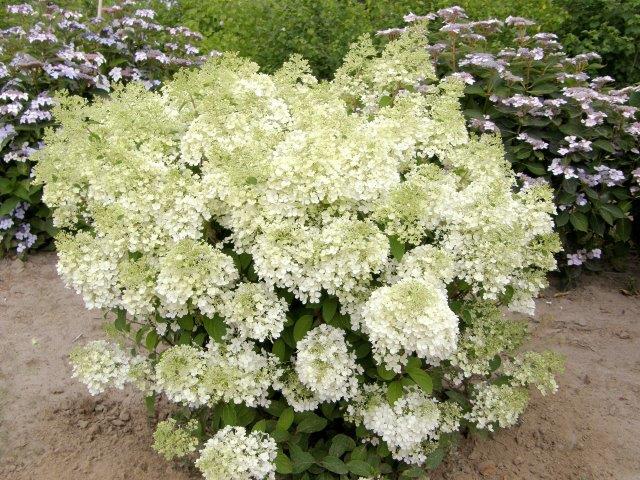 HYDRANGEA-paniculata-Bobo-12