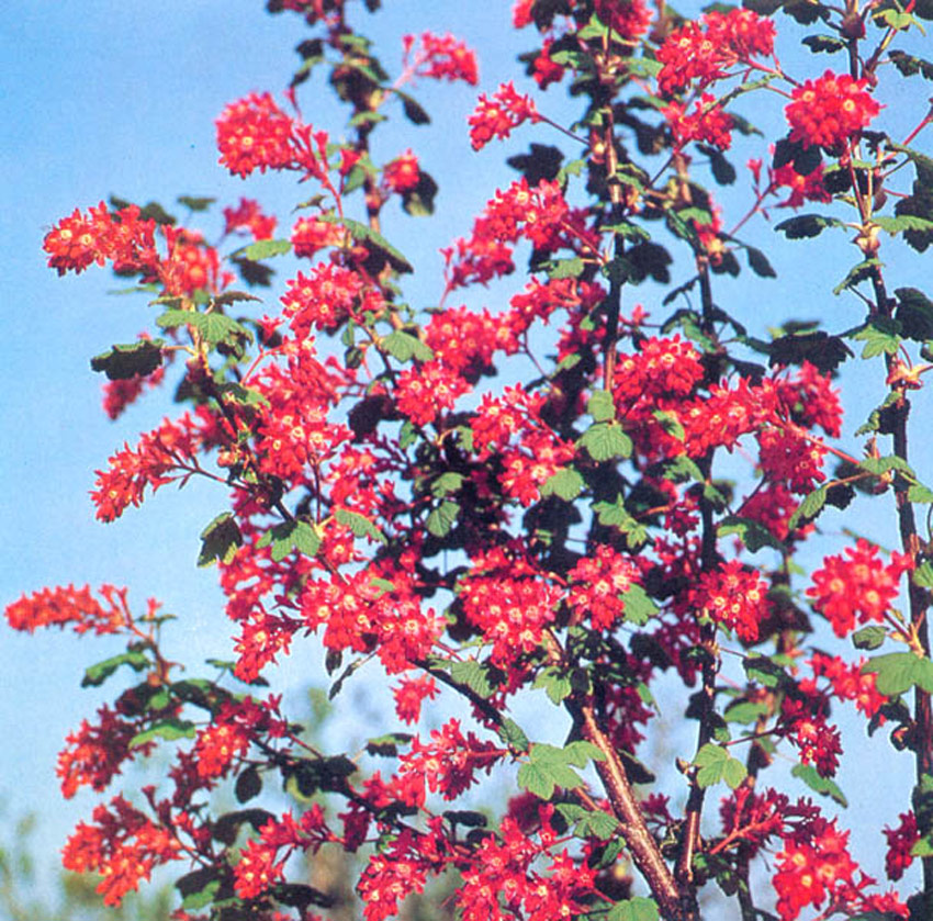 RIBES sanguineum ´Pulborough Scarlet´