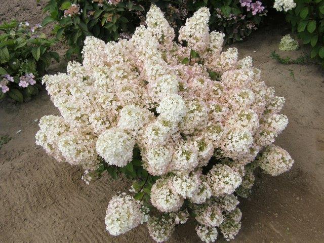 HYDRANGEA-paniculata-Bobo-15