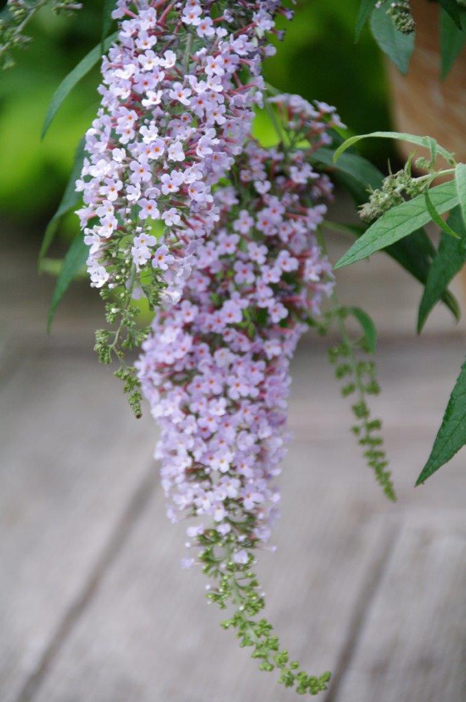 BUDDLEJA-Wisteria-Lane-16