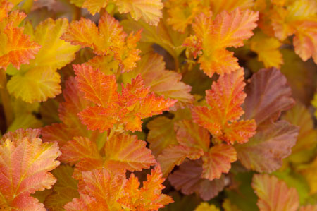 PhysoAmberJubilee12-74485b138824de2ab