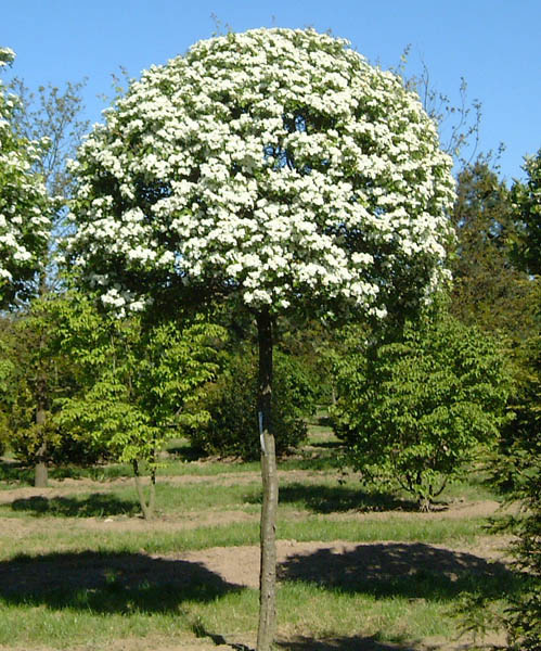 crataegus-monogyna-2