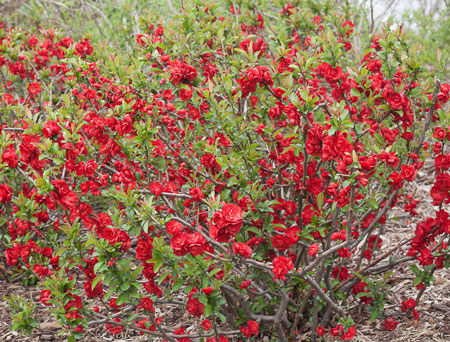 chaenomeles-double-take-scarlet-storm-5