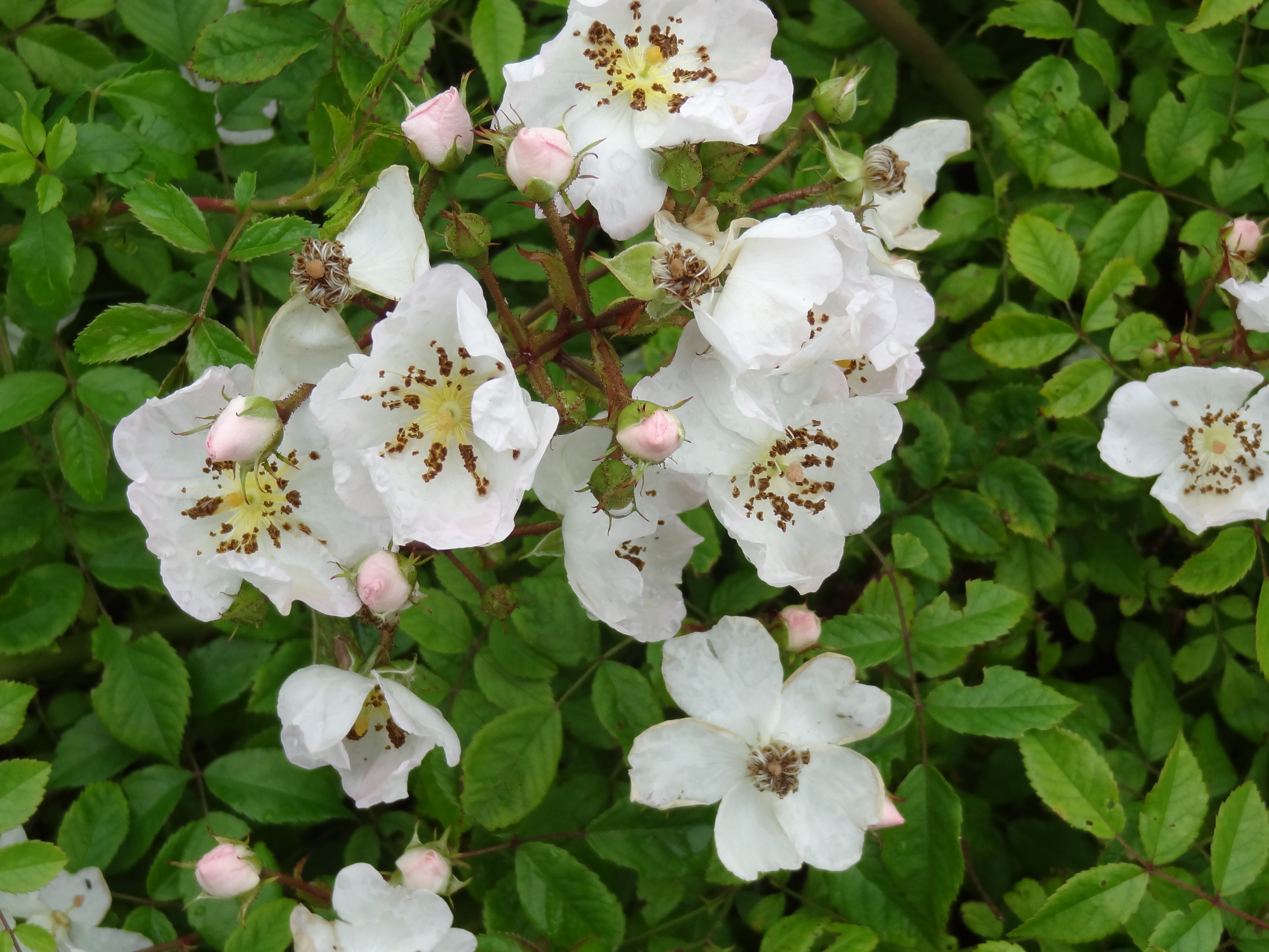 Field Rose, Musk Rose 