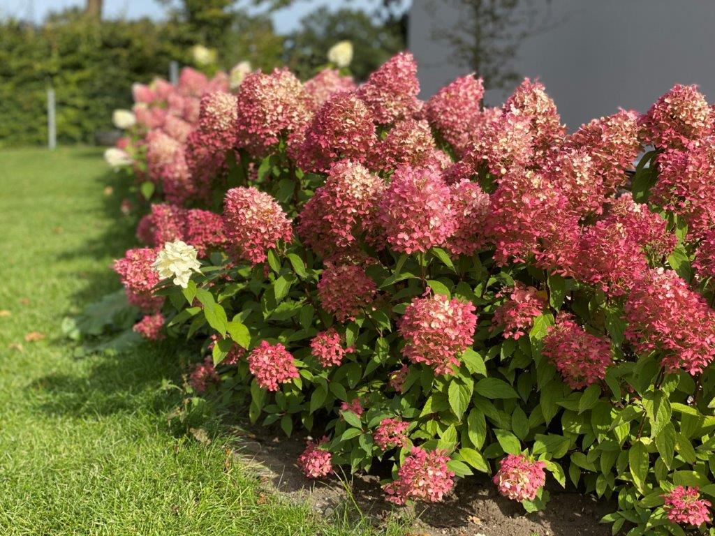 HYDRANGEA-paniculata-Pinkachu-32