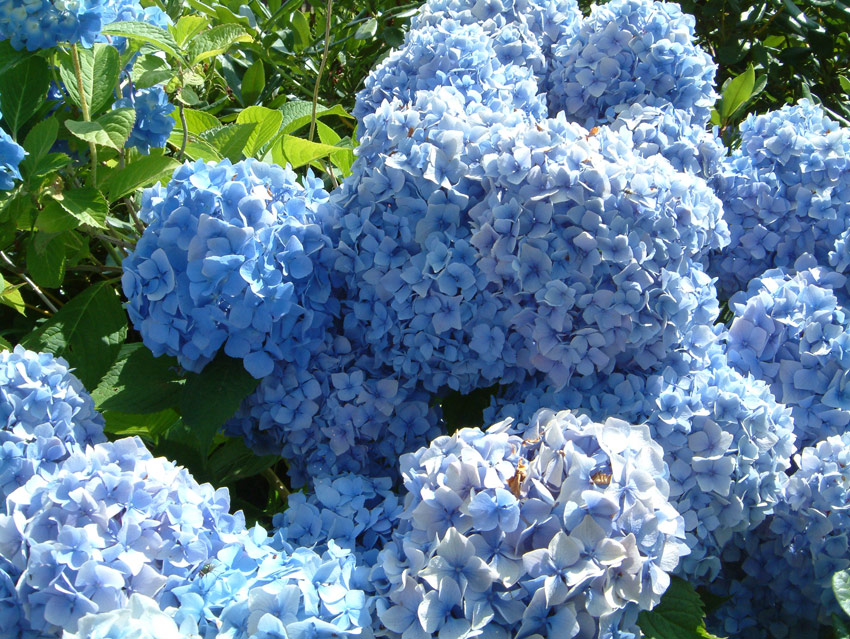 hydrangea-macrophylla-bouquet-rose-5