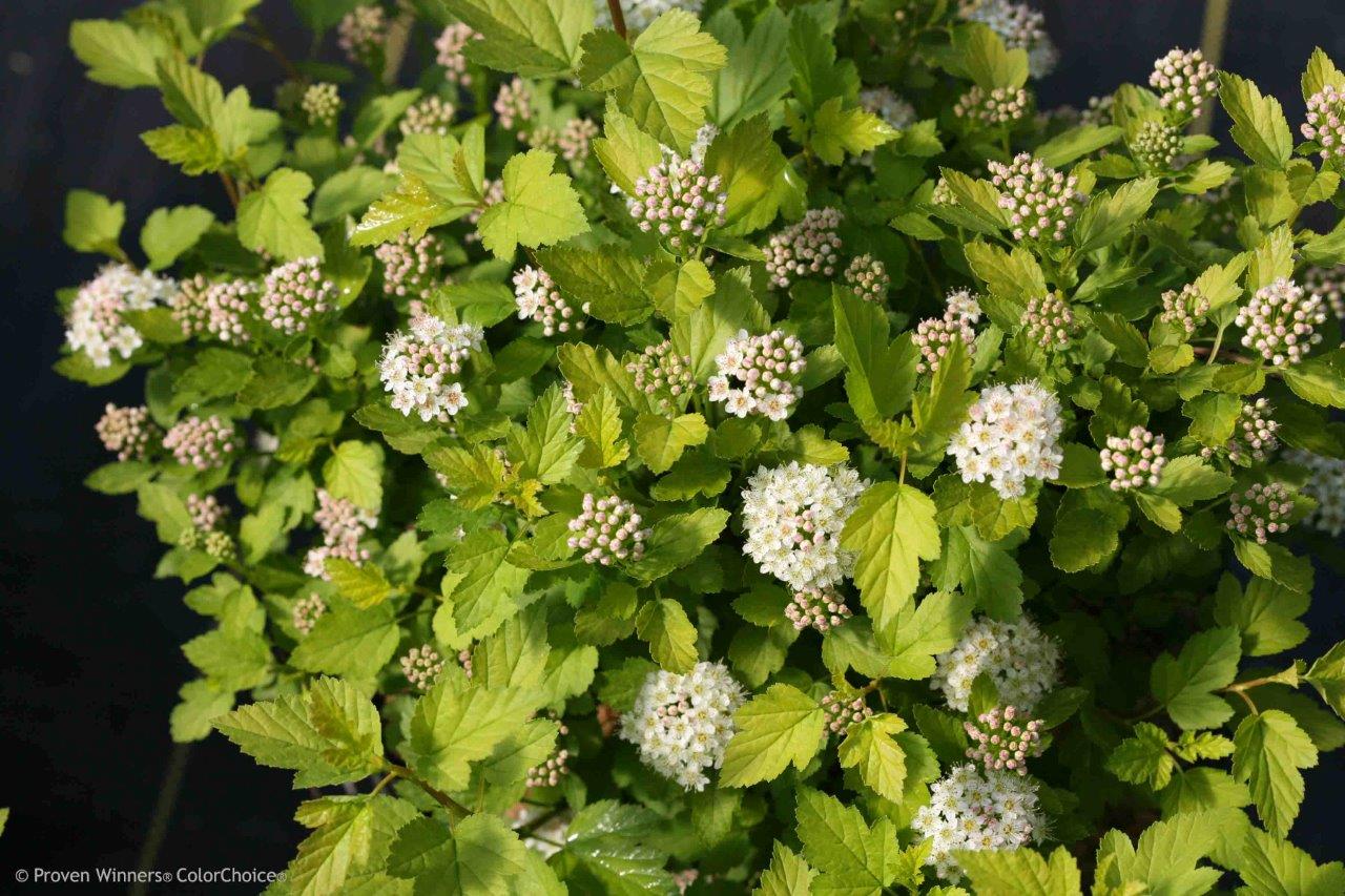 Physocarpus-opulifolius-Tiny-Wine-Gold-5
