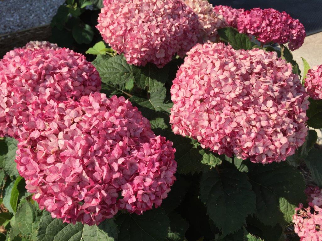 Hydrangea-arb-Bella-Ragazza-Mauvette-4