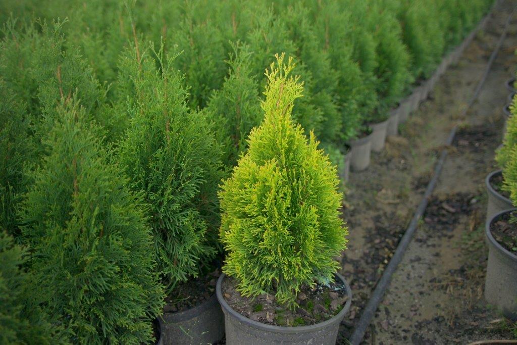 thuja-occidentalis-golden-smaragd-21