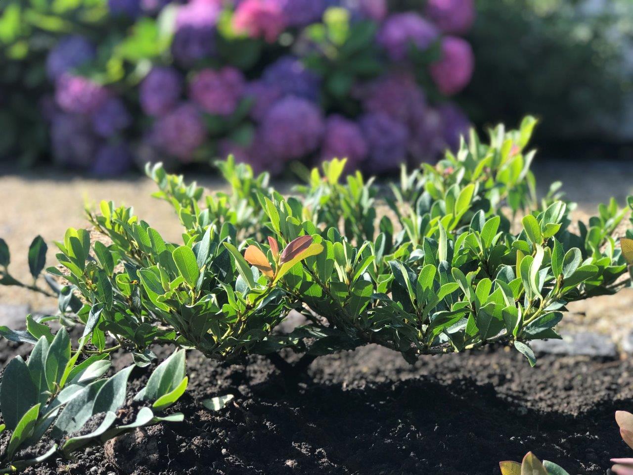 DISTYLIUM-Coppertone-11