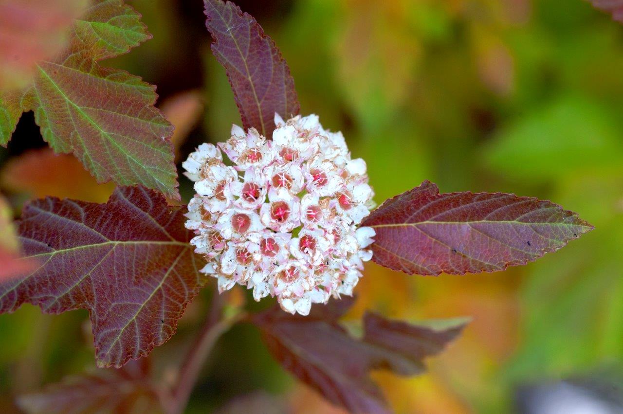 PHYSOCARPUS-opulifolius-Amber-Jubilee-8