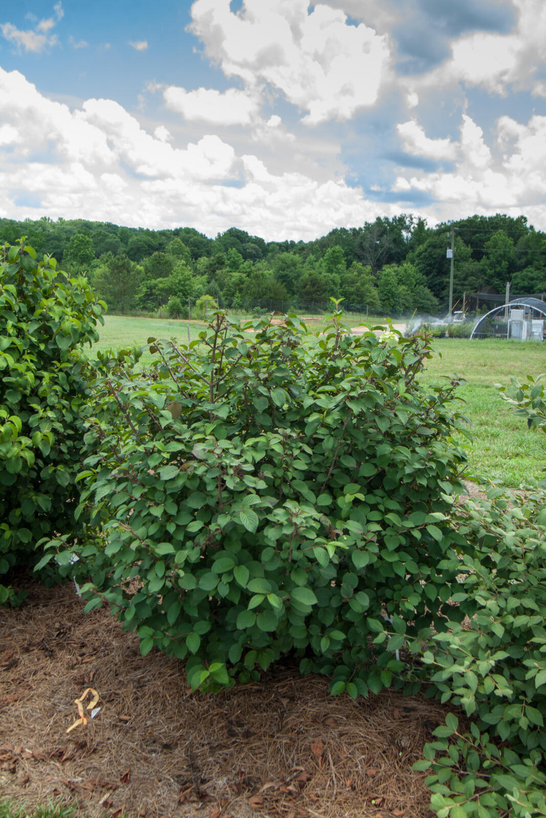 ViburnumFirstEditionsOpeningDay-13-12168_preview