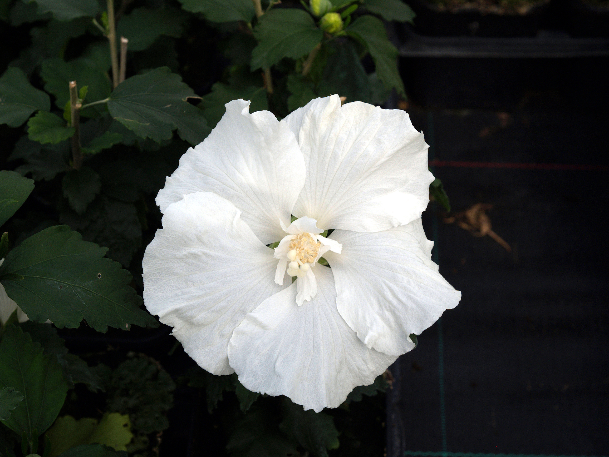 HIBISCUS syriacus ´Diana´
