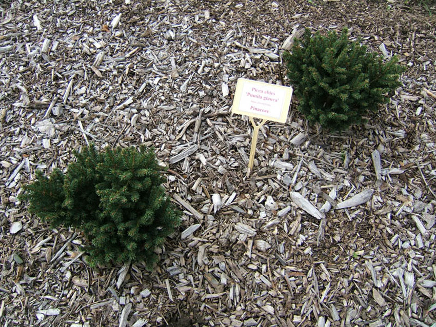 PICEA abies ´Pumila Glauca´