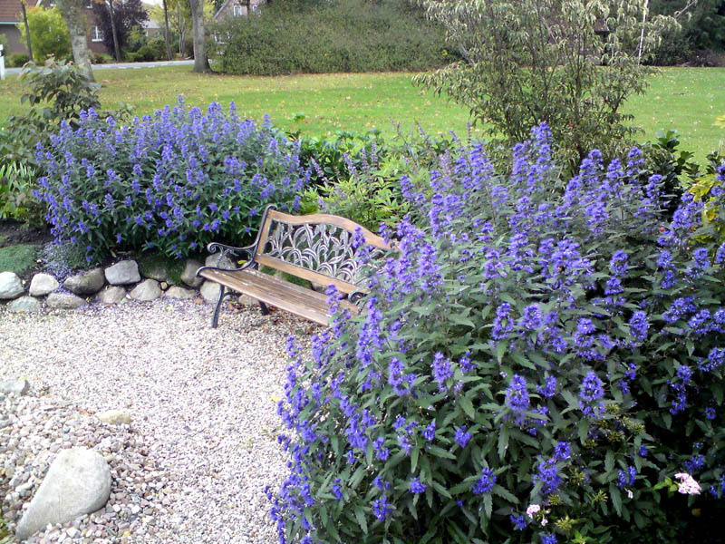 caryopteris-clandonensis-blue-balloon-14