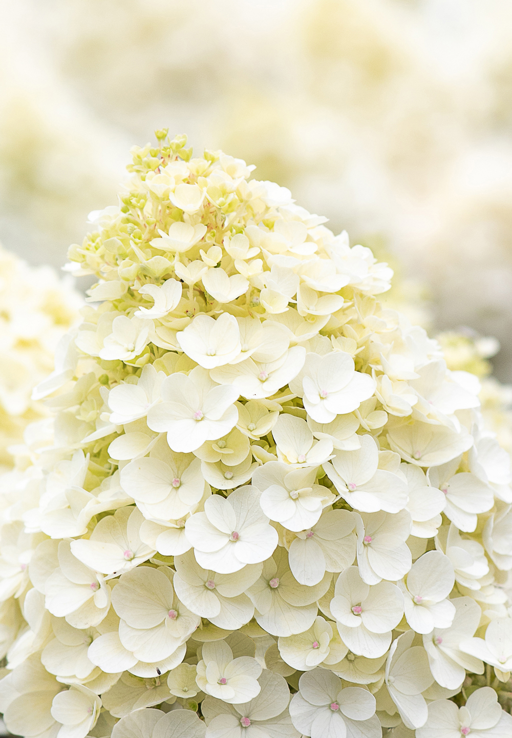 Hydrangea paniculata ´Living Little Blossom´®Ⓢ