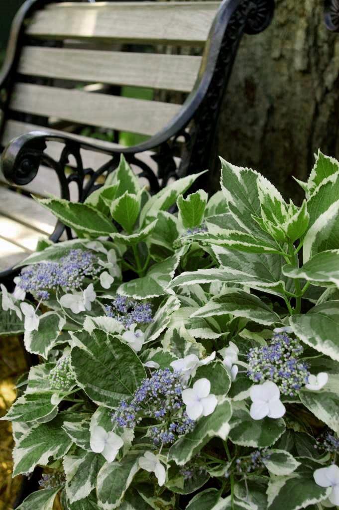 HYDRANGEA-macrophylla-Light-O-Day-45daea11174530
