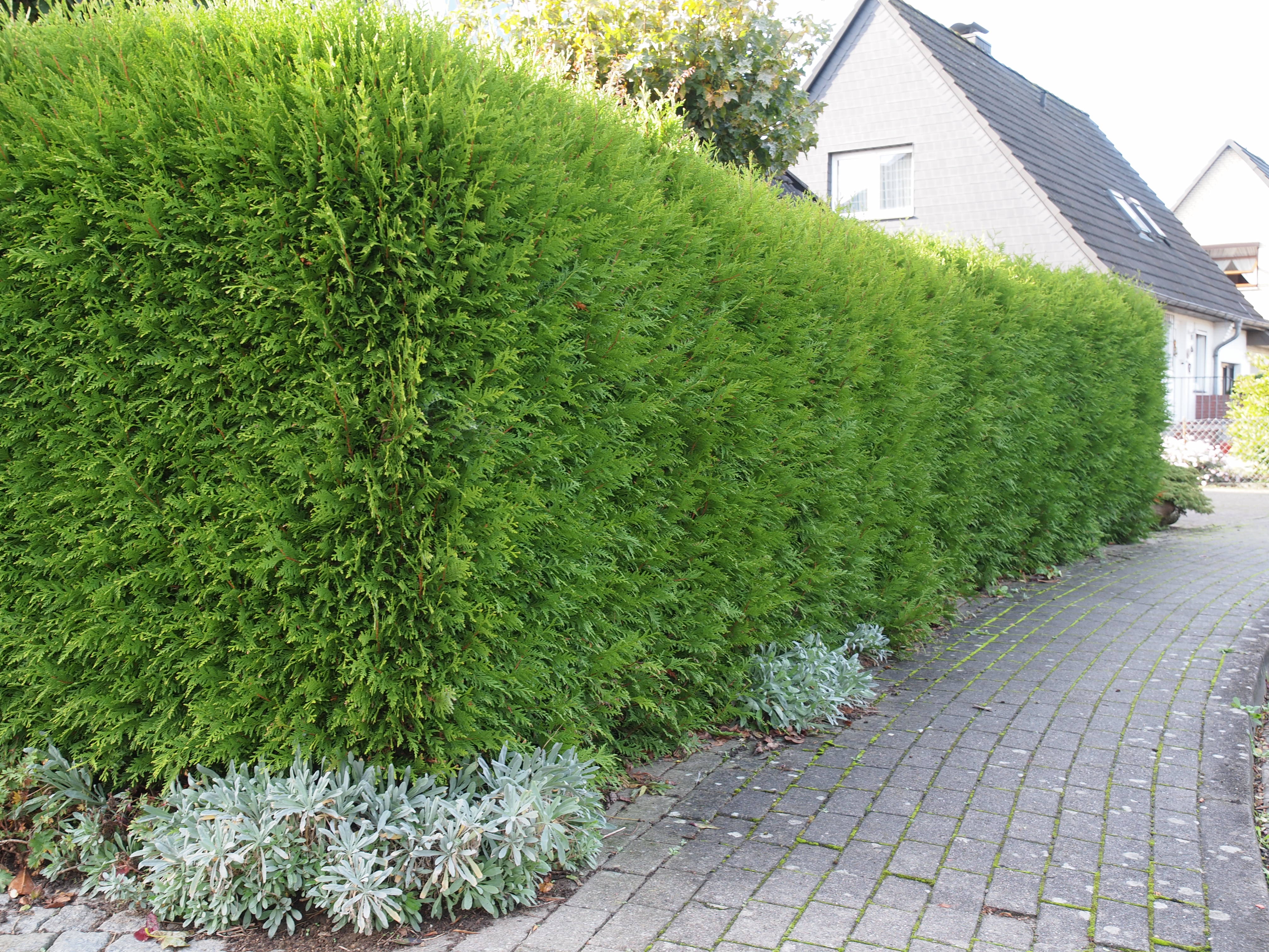 THUJA occidentalis ´Brabant´