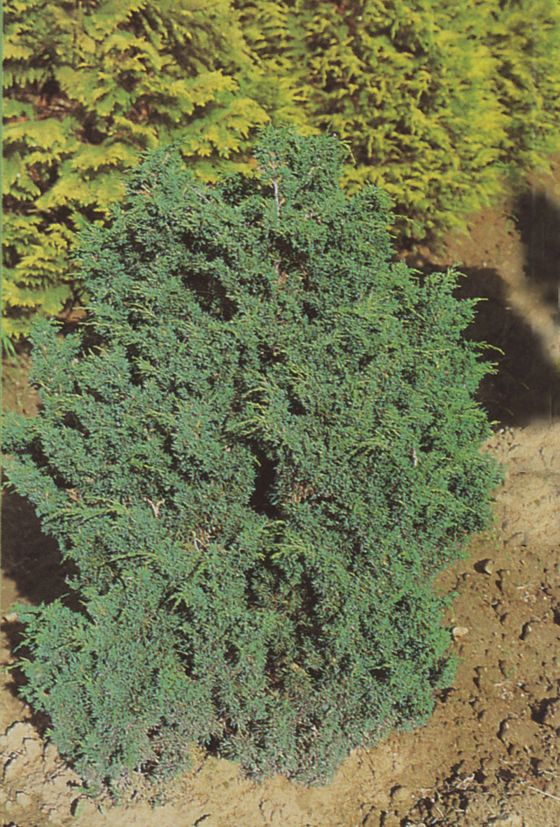 JUNIPERUS media ´Blaauw´
