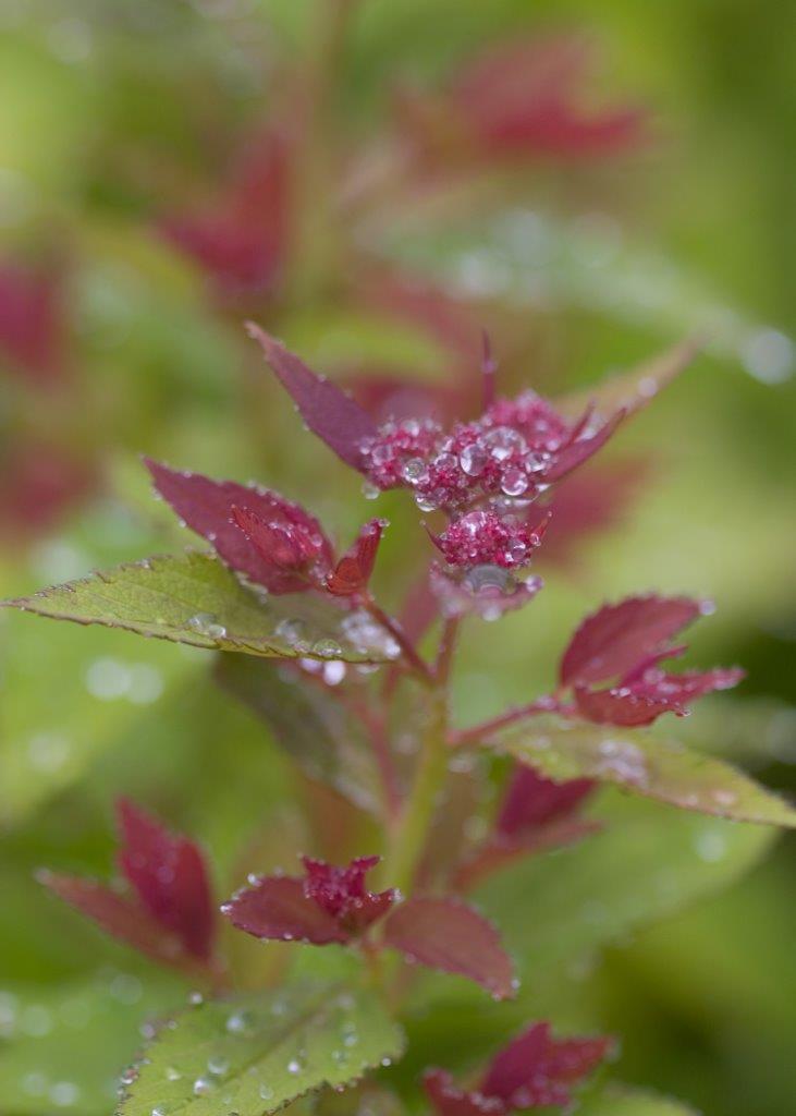 Spiraea-japonica-Double-Play-Artist-Artisan-8