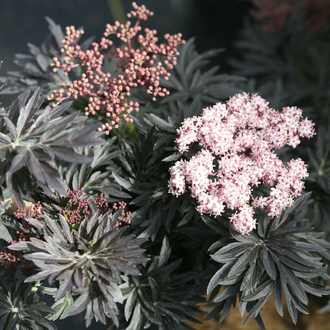 Sambucus-Laced-Up-1