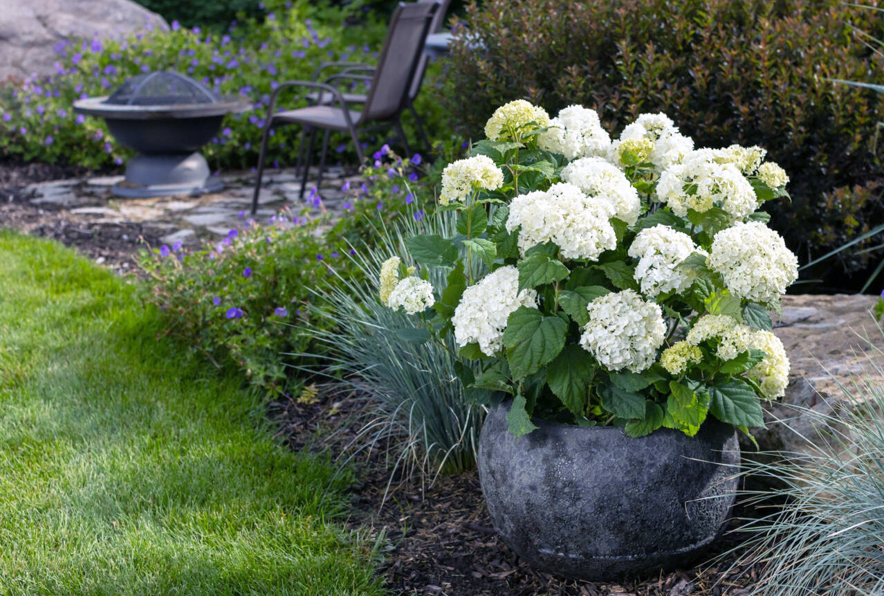 HydFlowerFull-331-14240_preview