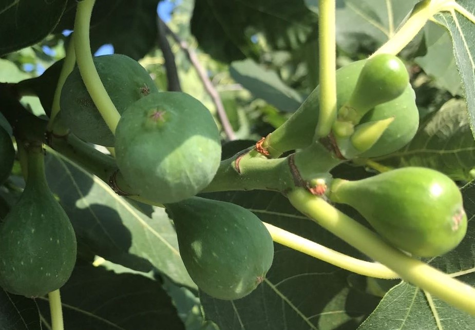 FICUS-carica-Firoma-13-1