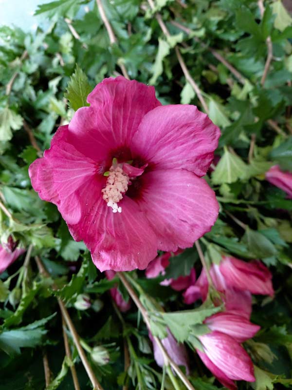 hibiscus-flower-tower-ruby-2
