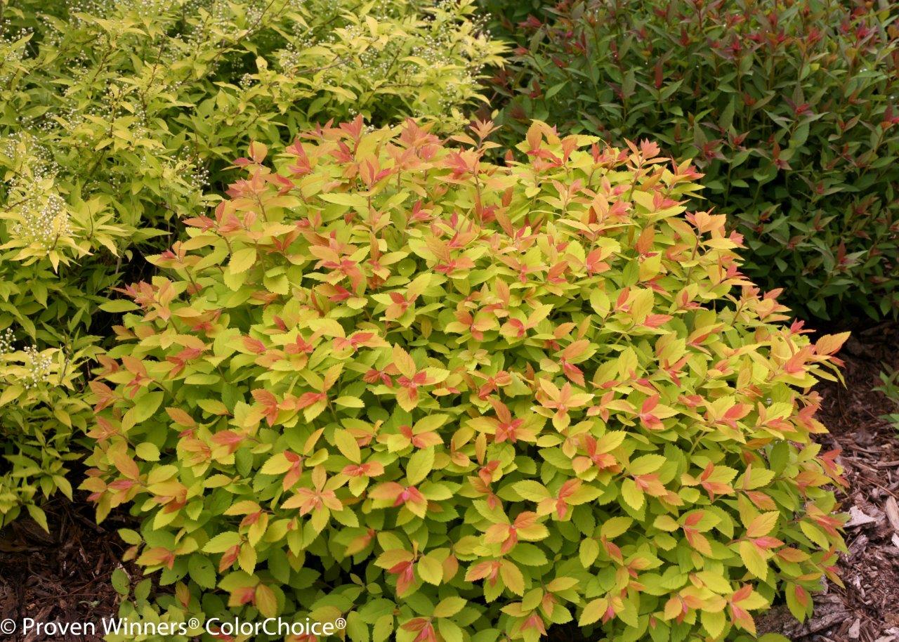 Spiraea-japonica-Double-Play-Big-Bang-4