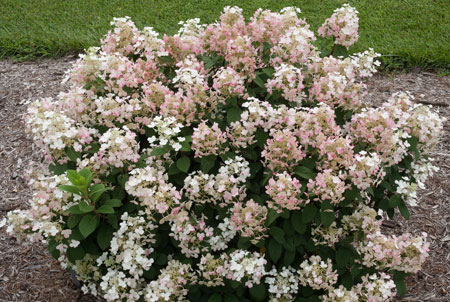 hydrangea-paniculata-little-quick-fire-9