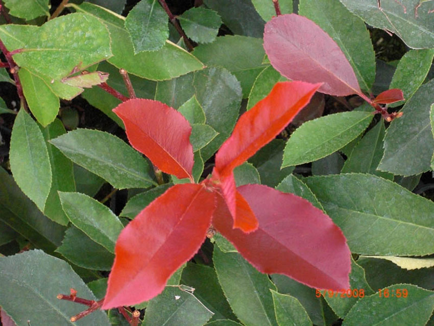 photinia-fraseri-red-select-3