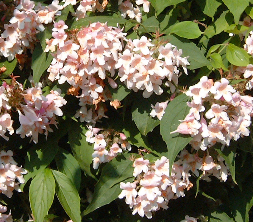 kolkwitzia-amabilis-rosea-4