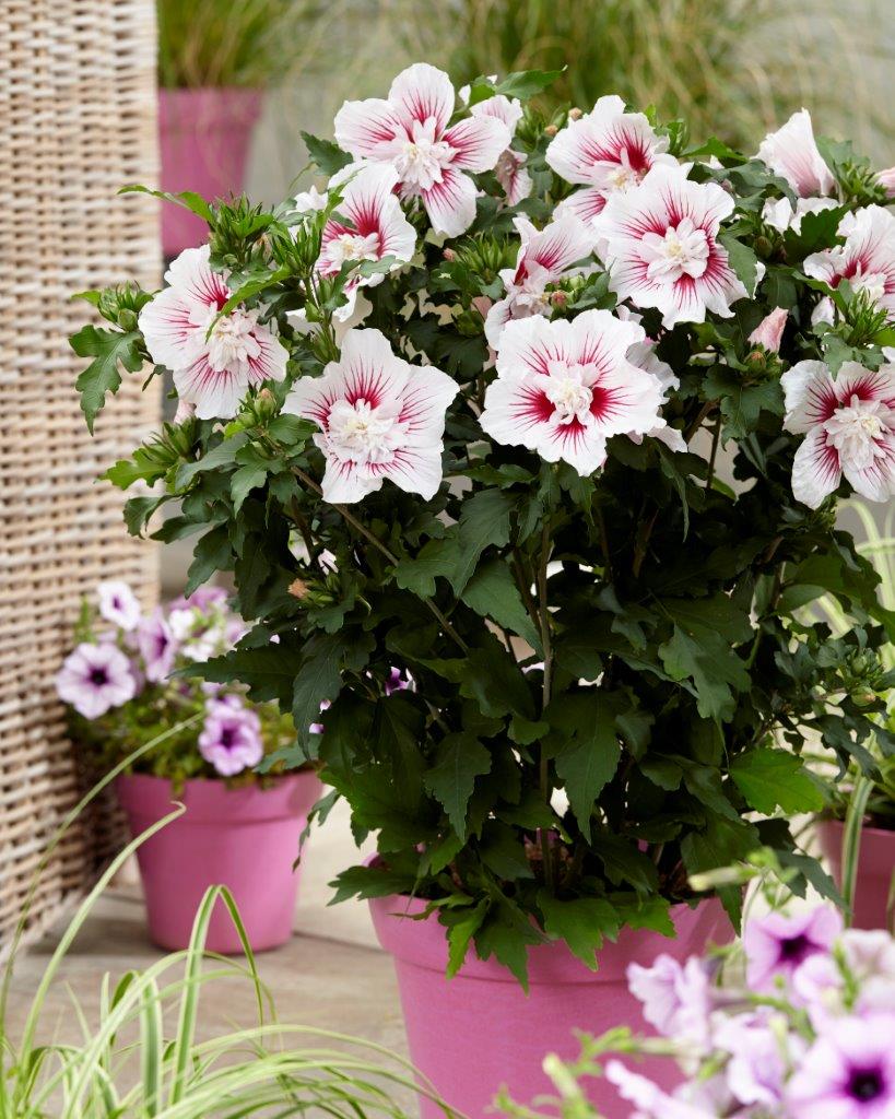 Hibiscus-syriacus-Starburst-Chiffon-15