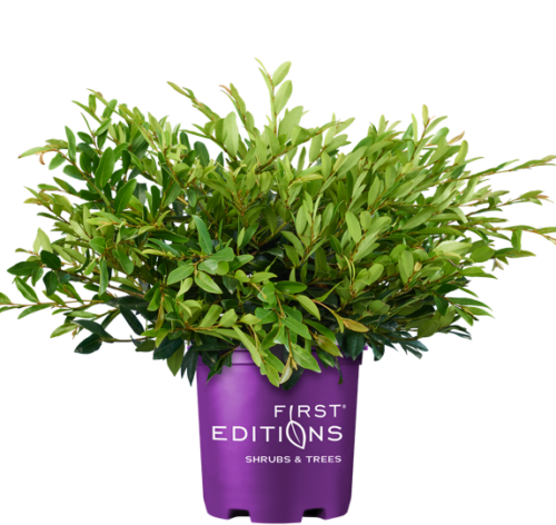 Distylium-First-Editions-Vintage-Jade